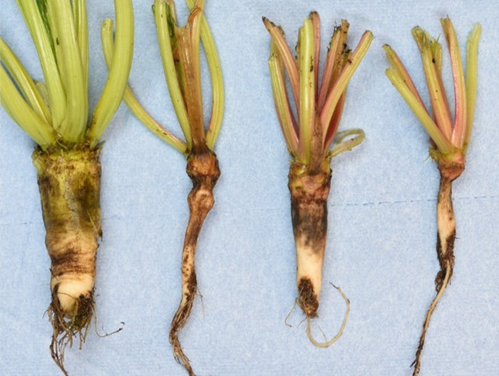 Roots of 6 week old sugar beet plants, infected with the root rot pathogen Aphanomyces cochliodes