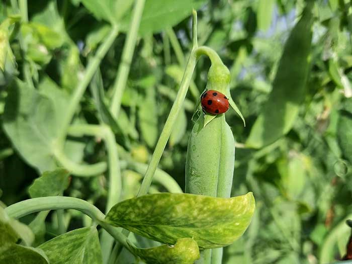 Green pea with red ladybug