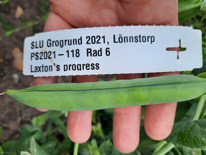 Hand with green pea pod and white labeln