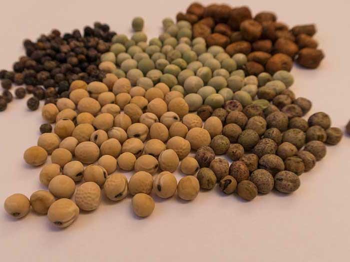 Dried peas in different brown shades