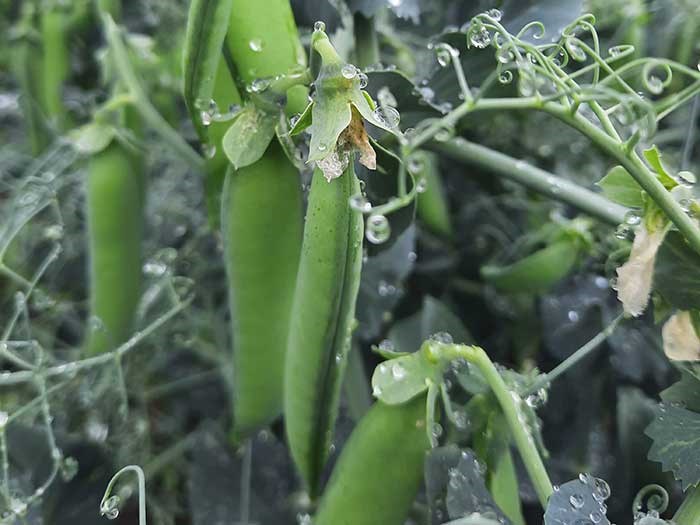 Green pea pods on plant