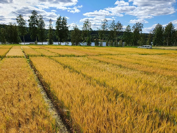 Barley plants in field trial row s