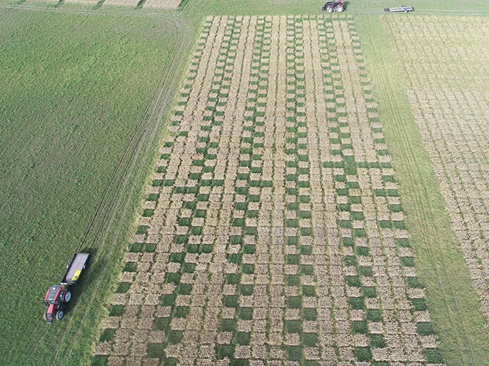 Barley plants in field trial rows