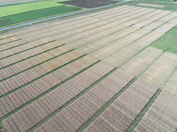 Barley plants in field trial rows