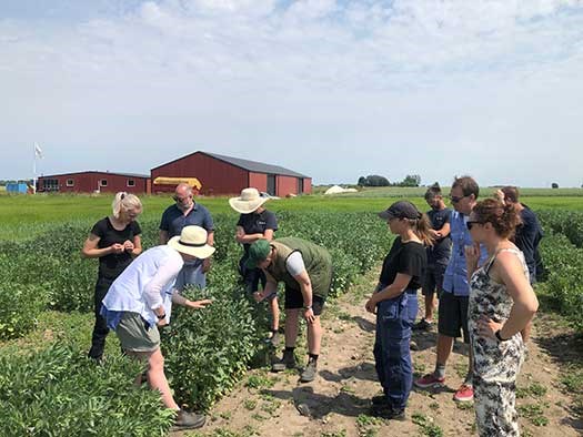 People in a field