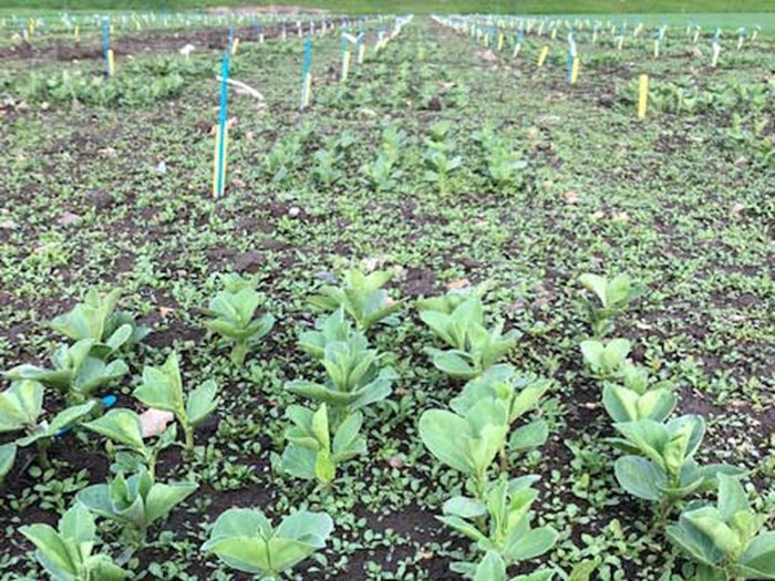 Faba beans in a row in field