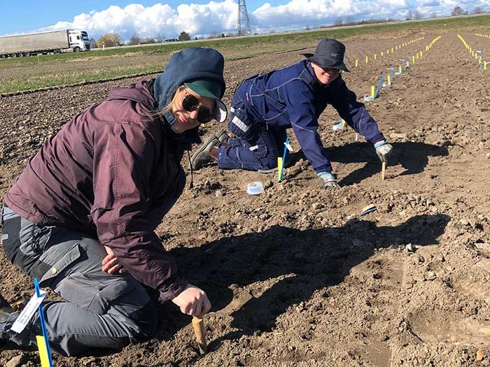 Two women sowing a field