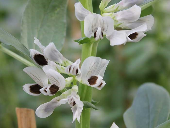 Vit blomma på åkerböna