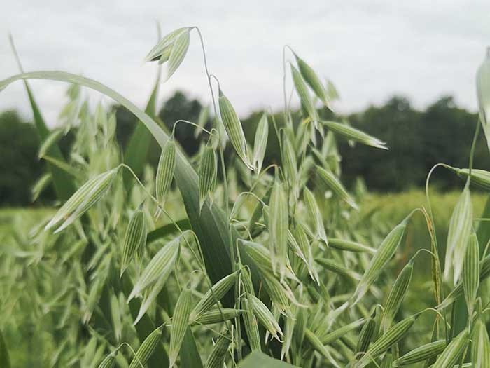 ear of oats