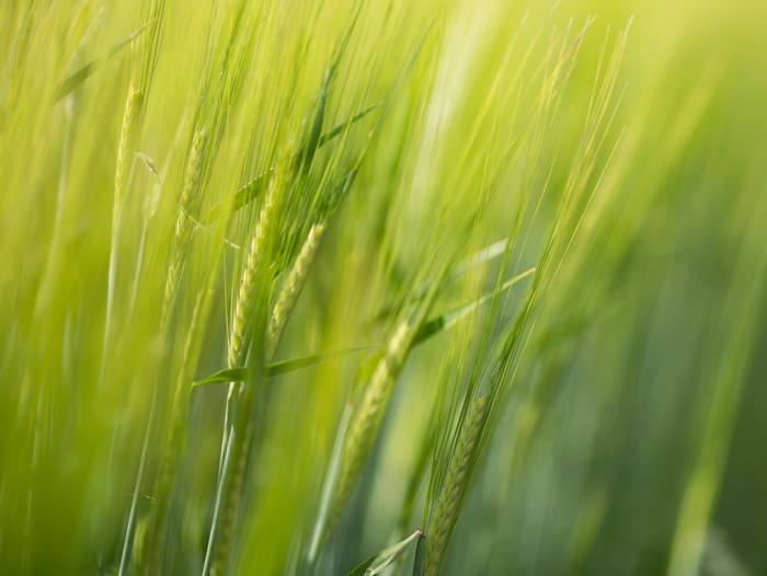 Barley 
