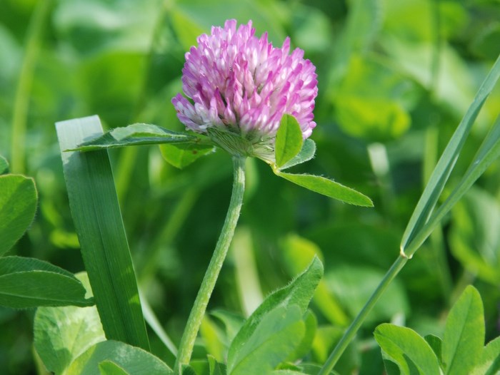 Redclover