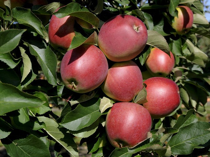 The apple Lovisa
