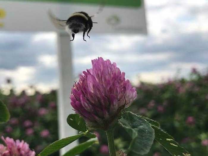 Humla i röd klöver