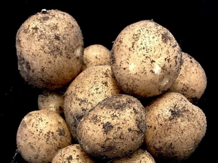 Potatoes