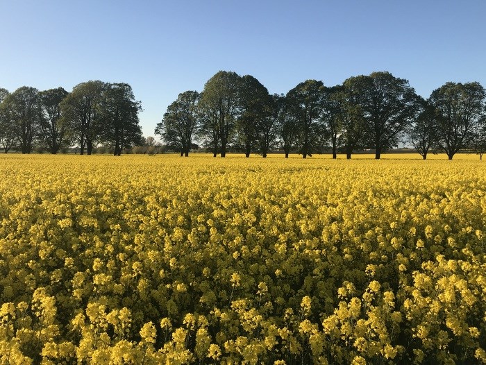 Rapeseedfield. Photo.
