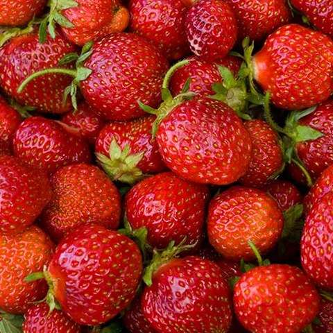 Röda jordgubbar