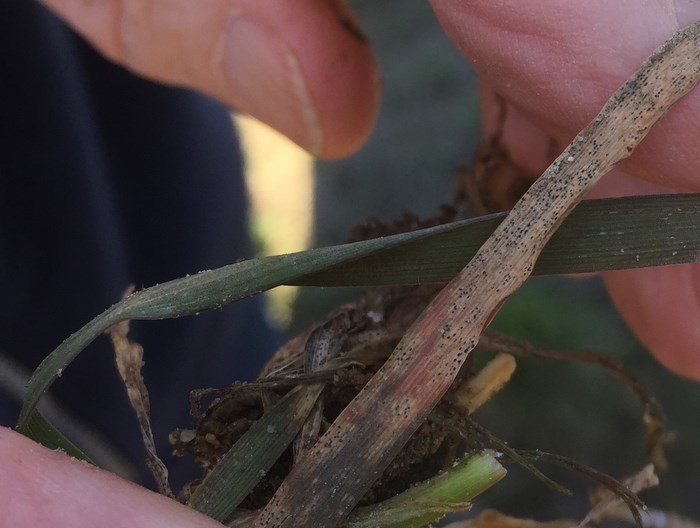 Leaf blotch of wheat. Photo.