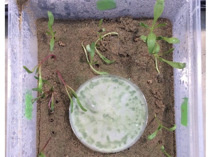 Testing the effects of Trichoderma harzianum T22 on sugar beat seeding. Photo.