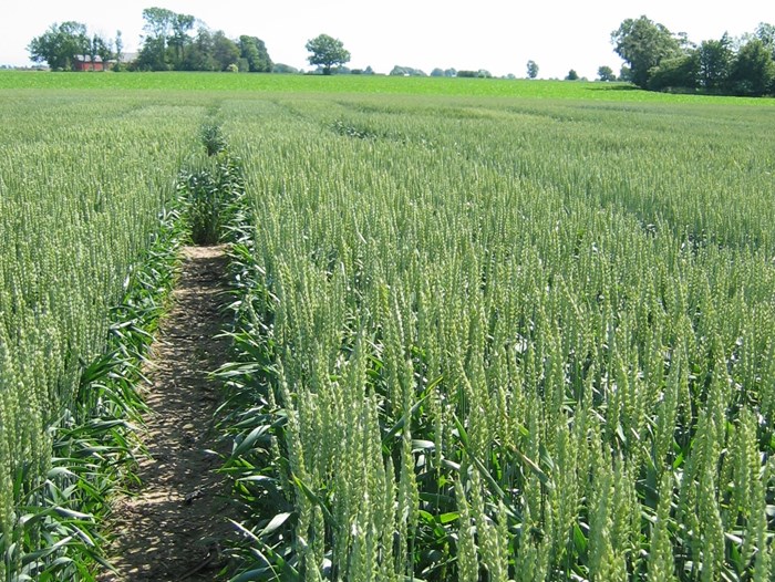 Wheatfield. Photo