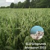 A photo of the front page of SLU Grogrund Yearly Report 2022. An oat field is the background image, with a hole in the cover showing rolled oats.