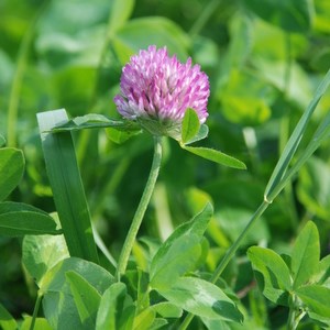 Red clover in field. Photo.