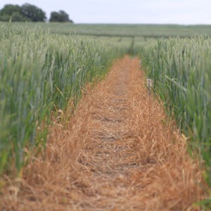 Field with wheat. Photo.