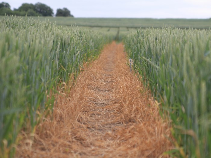 Field with wheat. Photo.