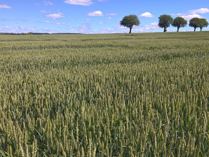 Field with wheat. Photo.