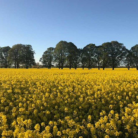 Rapsfält som blommar i gult