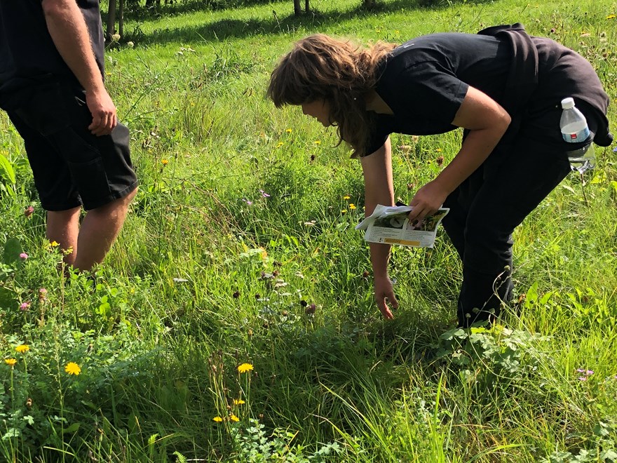 jakt på pollinatörer