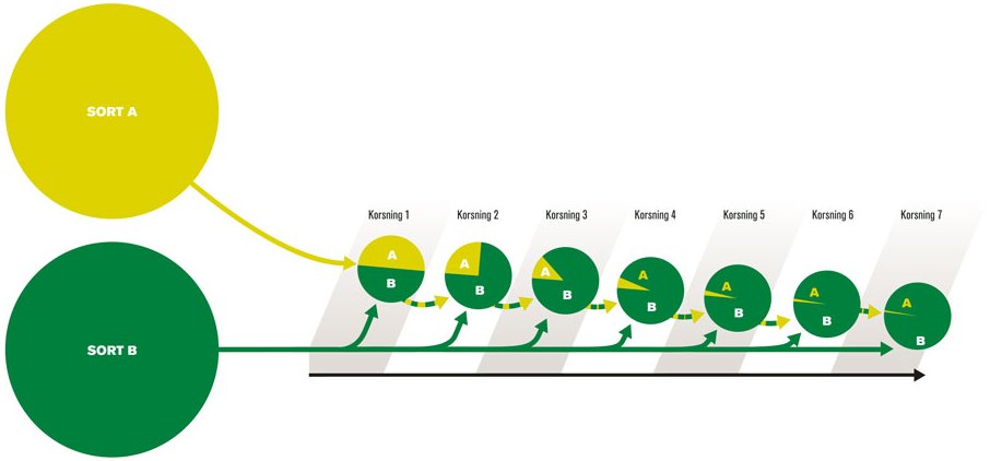 Återkorsningsschema. Illustration: Saarkoppel Kobolt Media