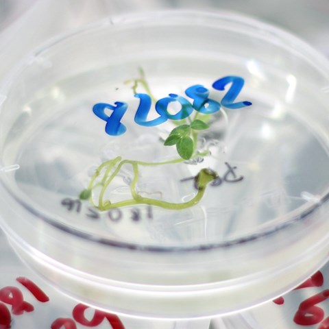 Vävnadsodling för att återbilda plantor från genmodifierade celler