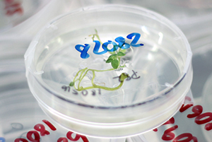 Vävnadsodling för att återbilda plantor från genmodifierade celler