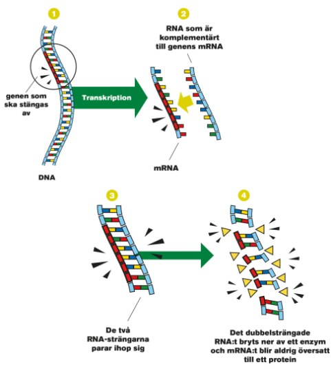 RNA-interferens. Illustration: Saarkoppel Kobolt Media