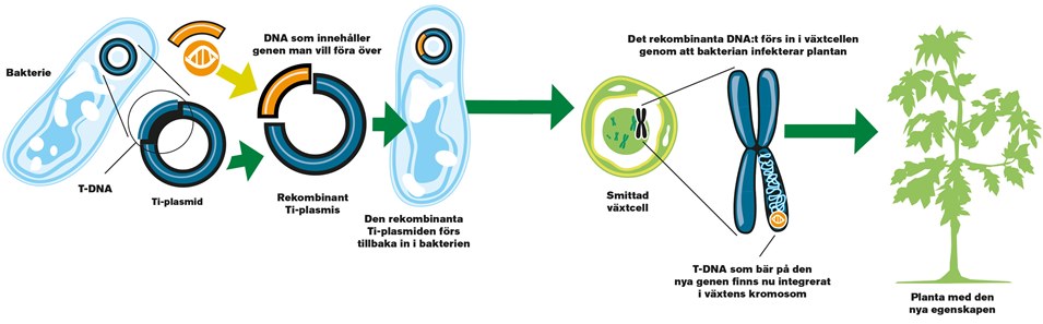 transformation med A. tumefaciens. Illustration: Saarkoppel Kobolt Media