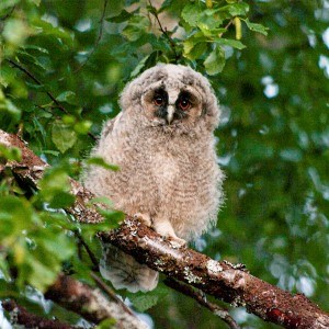 Long-eared owl