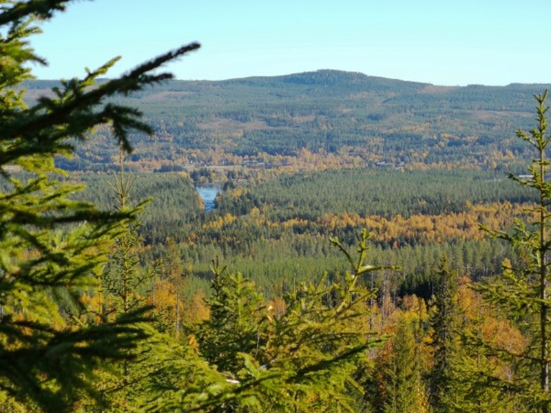 Utsikt över skogslandskap