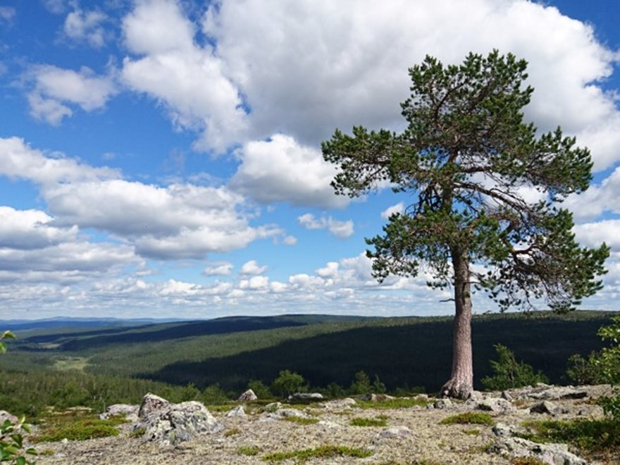 A single pine tree on a mountain.