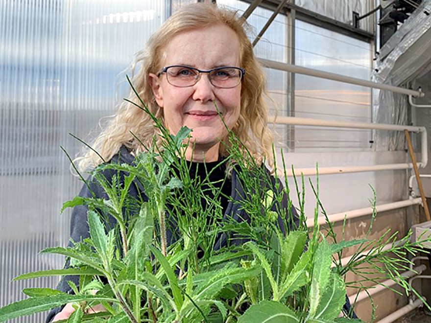 Portrait photo of a woman with her arms full of weeds in a greenhouse. Photo. 