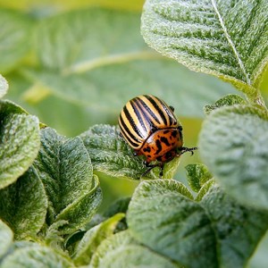 A red, yellow and black beetle on a green leaf. Photo.