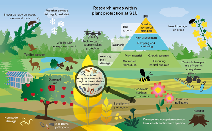 Illustration of plant protection research at SLU. Illustration.