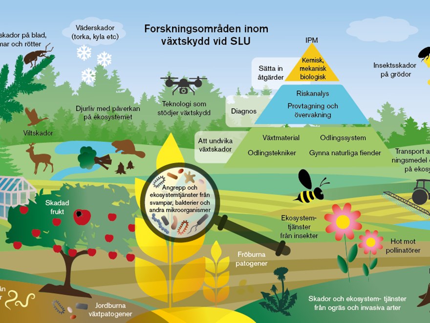 Illustration av växtskyddsforskningsområden på SLU. Illustration.