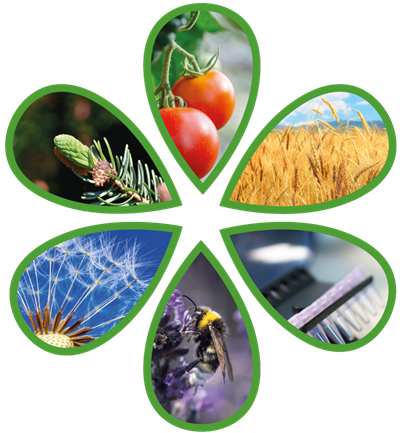 A flower with six petals with different photos: a spruce branch, tomatoes, rapeseed with a bee on it, laboratory equipment, a beetle and a lettuce plantation. Photo. 