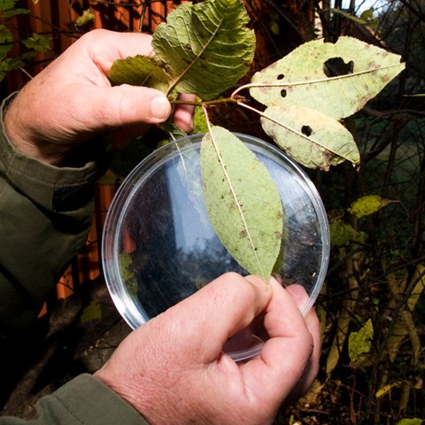 Hands hold a dotted leaf over a glass surface outdoors. Photo. 