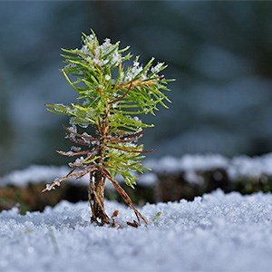 A spruce seedling covered in snow. Photo.