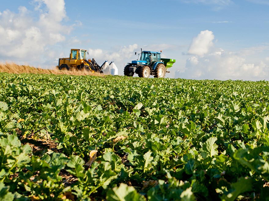 Agricultural machines in a rape seed field. Photo.