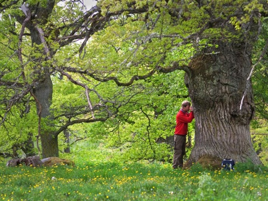 Fieldinventory descidious forest