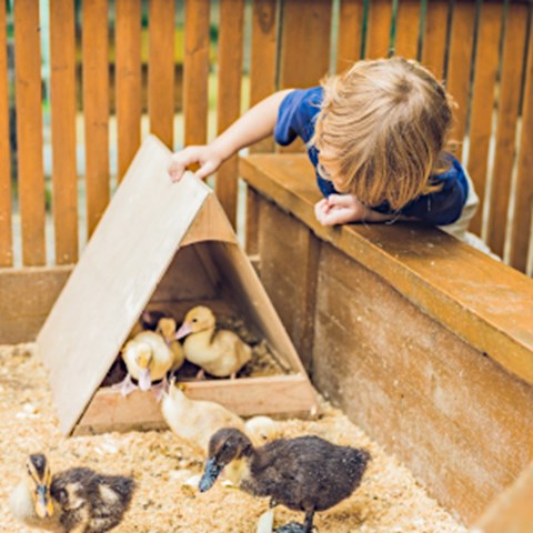 A child looking at ducks. Photo.