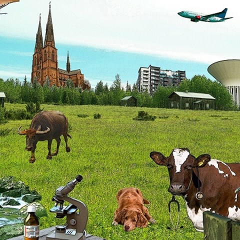 Photo collage: different animals, buildings and green grass.