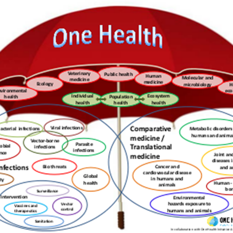 Illustration of an umbrella and several ellipses with texts, representing different terms related to One Health.